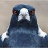 The Magpie profil fotoğrafı