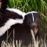 Scooter the skunk🦨 的头像