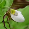 Lady Slipper's profile picture