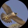 Profilbild von rofa