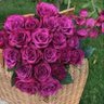هداوي 🌷 的头像