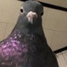 Фото профиля Out of Context Birds