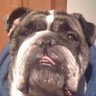Sean Austin's profile picture