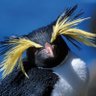 Chairman Penguin profil fotoğrafı