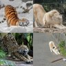 LukeQ profil fotoğrafı