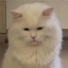 Dé (isnt read 'di')'s profile picture