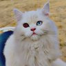 Profilbild von nawab shadab