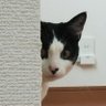 🐈️ハチワレまつさん🐈️ profil fotoğrafı
