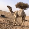 ابومحمد 的头像