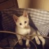 ニャンたま(・θ・)'s profile picture