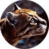 O C Lot's profile picture