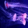 Фото профиля Bl00dyBacc