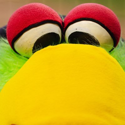 The Pirate Parrot's profile picture