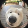 Demomiso profil fotoğrafı