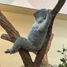 bruh 🐨 的头像