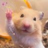 Profilbild von Hamnsone🐹