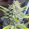 Taco’s Grows 的头像