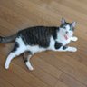 真理（merlin） profil fotoğrafı