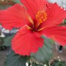 Flower Child 的头像