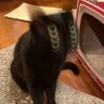 watermelooon _ profil fotoğrafı