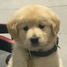 A-lazy duck's profile picture