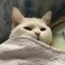 Profilbild von Bigloveislandfan
