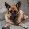 Rocco Ross's profile picture