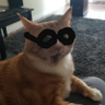 Selkirks's profile picture