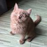เขมิกา's profile picture