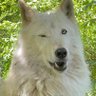 Trottingwolf 的头像
