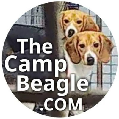 The Camp Beagle's profile picture