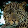 Cleosmar profil fotoğrafı