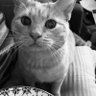 Christine Hickmott profil fotoğrafı