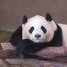 Profilbild von まーぴー