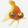 Goldfisch1963 profil fotoğrafı