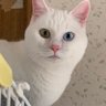地域猫活動🐥みったん 的头像