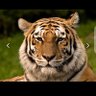 Tigre contre les antivaleurs 🇨🇩's profile picture