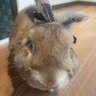 かりかりロップ profil fotoğrafı