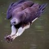 The Eagle's profile picture
