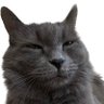 Profilbild von ConscientiousObserver