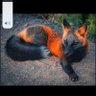 Profilbild von Fun Sized Fox