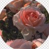 SlaylaAltAcc profil fotoğrafı