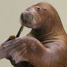 Walrus's profile picture