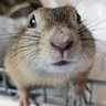てとら's profile picture