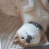 Profilbild von かわいいうさぎ