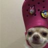 DolfyuttSrednaz's profile picture
