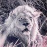 Web profil fotoğrafı