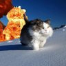 🏳️‍⚧️CatGoddess🎗️🏳️‍⚧️ 的头像