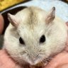 Profilbild von shin🐹