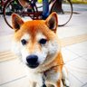 Profilbild von Littleさん